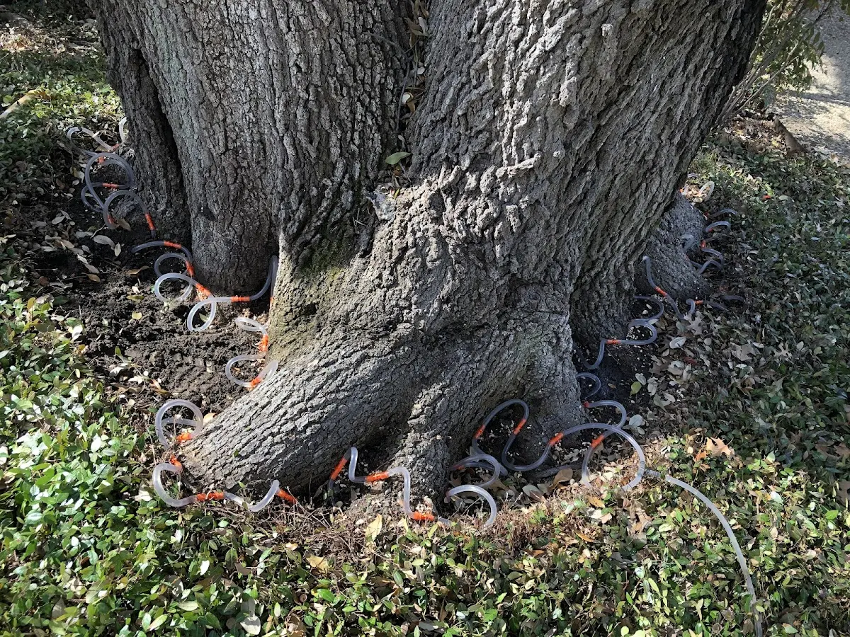 Detailed Tree Cabling and Bracing job site in Big Clifty